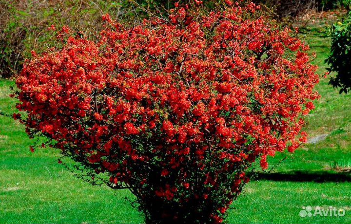 Саженцы Японской айвы