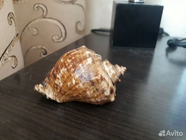 Ракушка морская