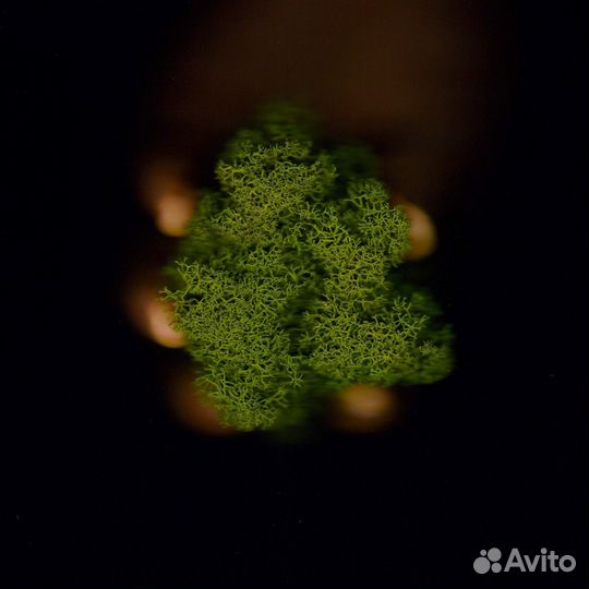 Стабилизированный мох, Оливковый