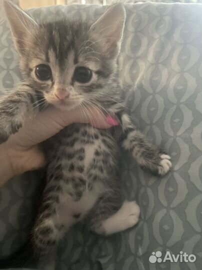 Кошка в дар бесплатно