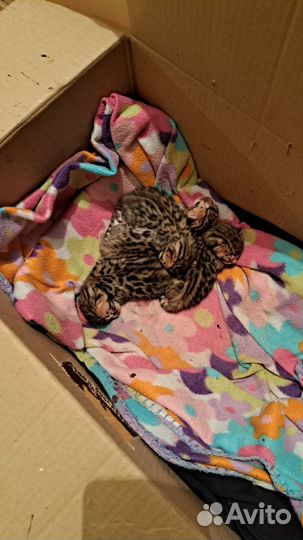 Бенгальская