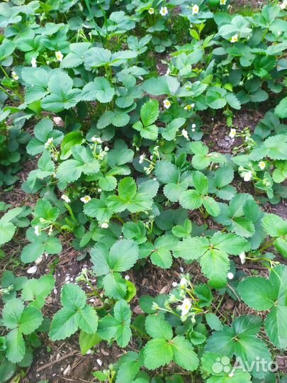 Клубника ремонтантная. негритянка. зем клубника