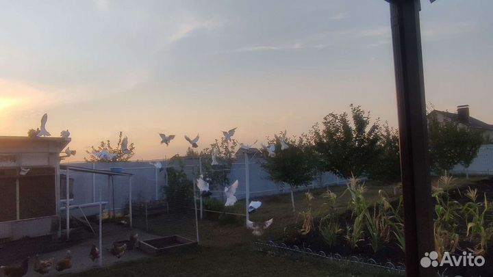 Продажа голубей