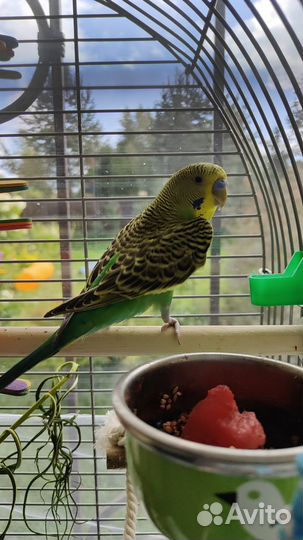 Волнистый попугай с клеткой