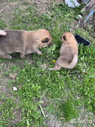 Карело финская лайка