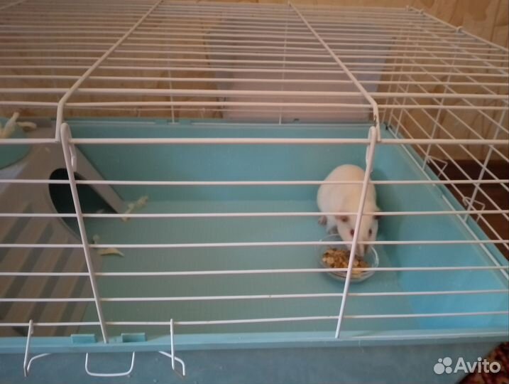 Клетка для морской свинки