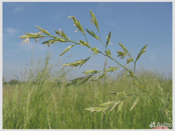 Семена Овсяница Луговая опт