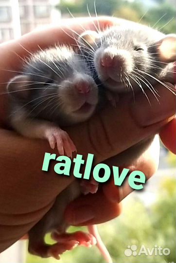 Крысята голубые дамбо мальчики