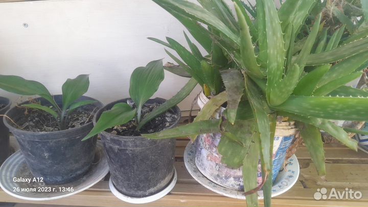 Агава голубая,эухарис спотифилиум кислица
