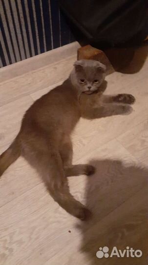 Шотландская вислоухая