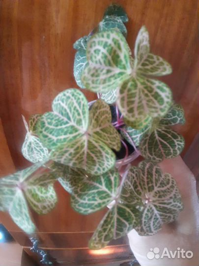 Комнатные растения