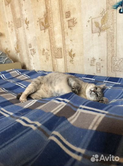 Кошка Алиса в добрые руки