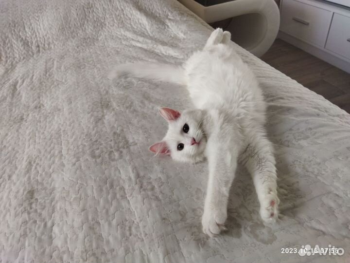 Отдам в добрые руки кошечку