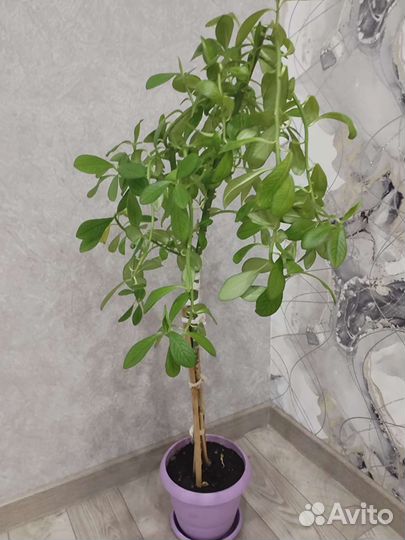 Цветы семейства молочаевых