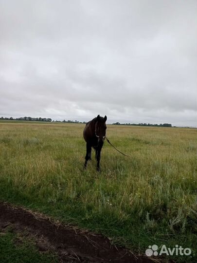 Продам лошадь