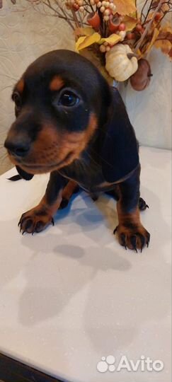 Щенки Таксы