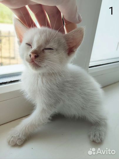 Котята в добрые руки