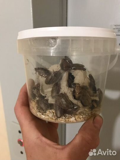 Мраморный таракан