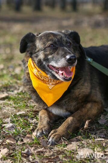 Пёс Балин из приюта ждёт своего человека