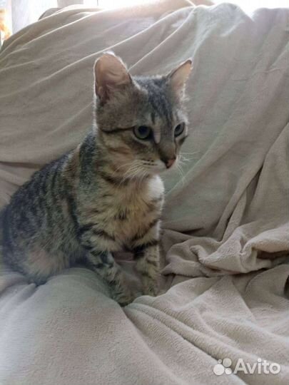 Котик. Тюлень. Ищем ручки