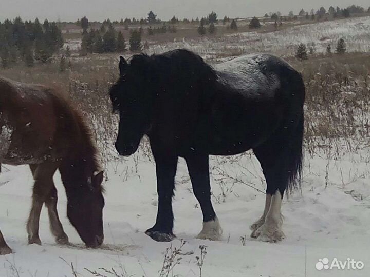 Жеребец полутяжеловоз