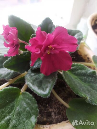 Фиалки сортовые