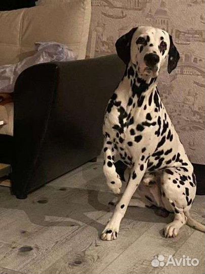 Далматин кобель