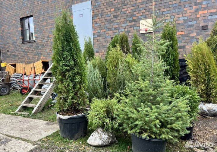 Можжевельник Блю Эрроу с гарантией приживаемости