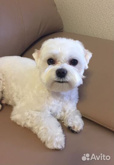 Мальтезе приглашает на вязку