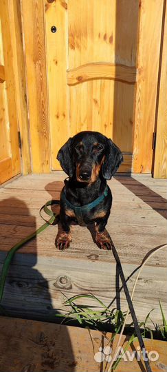 Такса гладкошерстная