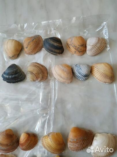 Наборы из ракушек для поделок, творчества
