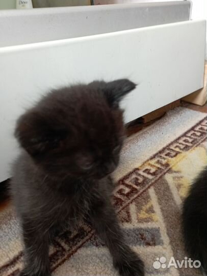 Отдам бесплатно котят