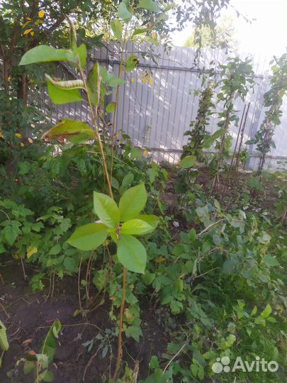 Саженцы вишни родительской сладкой