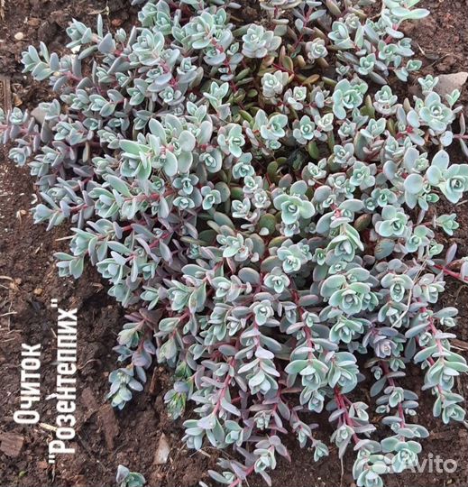 Почвопокровники