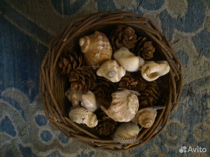 Набор ракушек 3 шт и Огромная ракушка и звезда