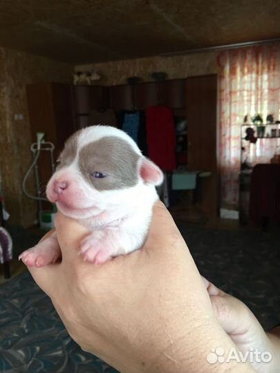 Щенки чихуахуа мини девочки