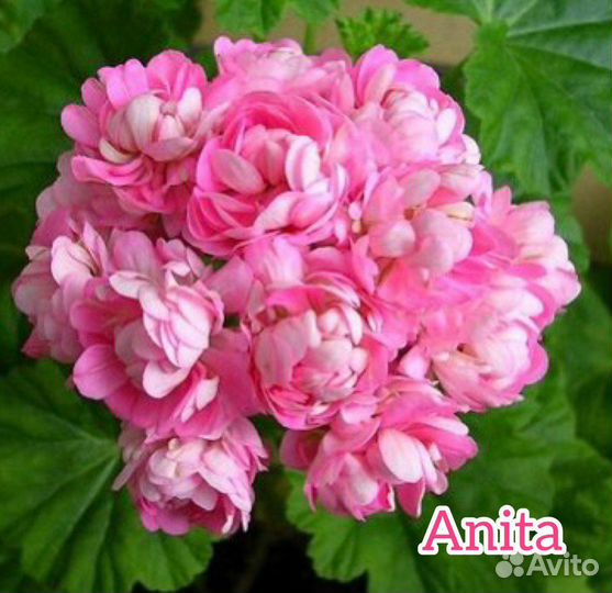 Пеларгония (герань) сортовая срезы 2