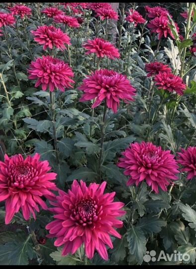 Хризантема