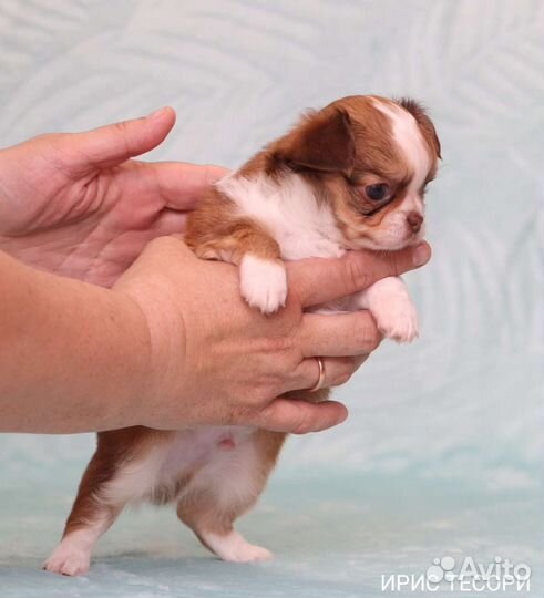 Чихуахуа мини пупсики