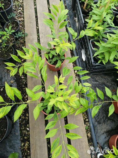 Форзиция Голден Тайм зкс почта/сдек