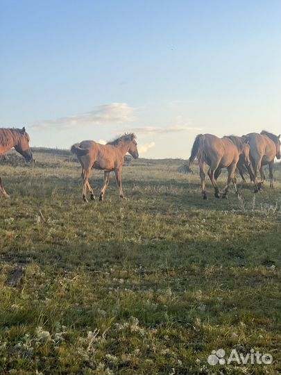 Лошадь, молодняк, прошлогодные 15голов