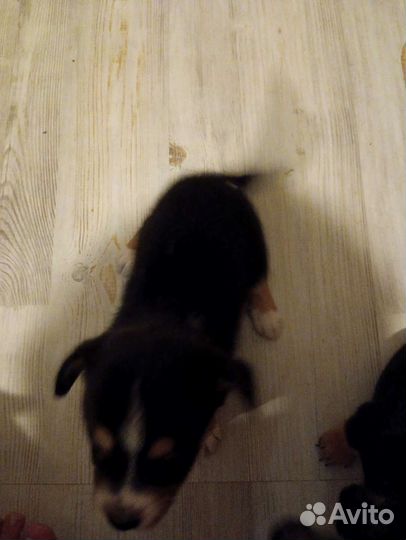 Щенки бесплатно