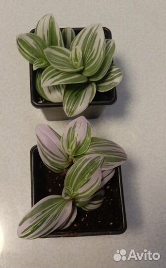 Традесканция нанук, Пинк хилл, белая