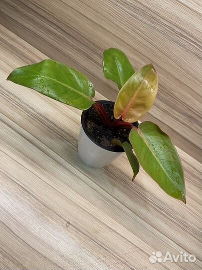 Филодендрон