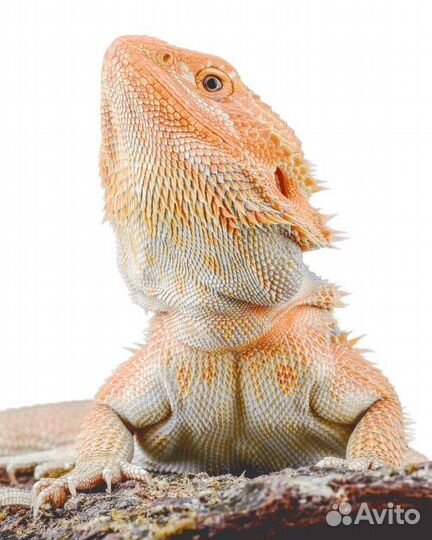 Герпетолог - осмотр лечение онлайн консультация