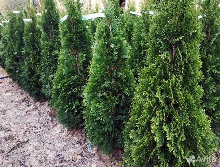 Туя смарагд, брабант, живая изгородь