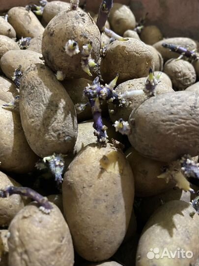 Картофель семена