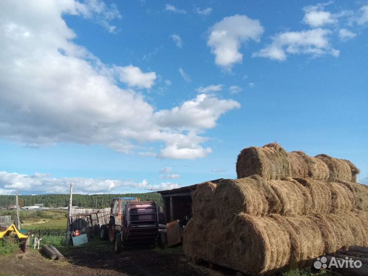 Продам сено в рулонах