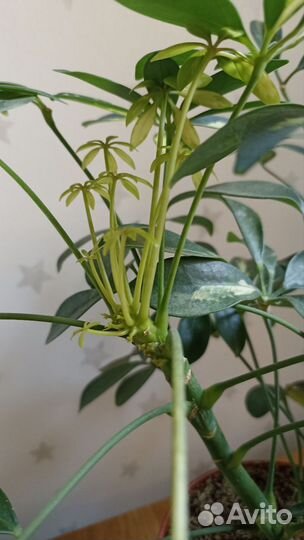 Шефлера вариегатная