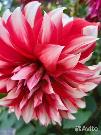 Садовые цветы